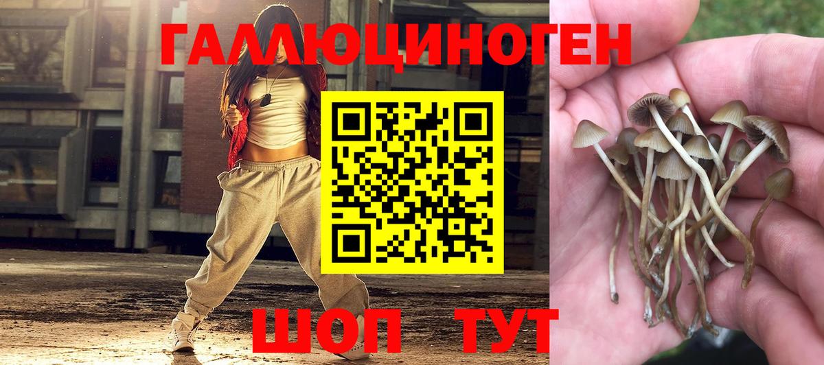 Псилоцибиновые грибы Cubensis Губкинский